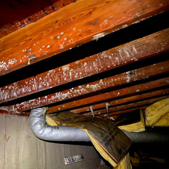 Mold Restoration near me