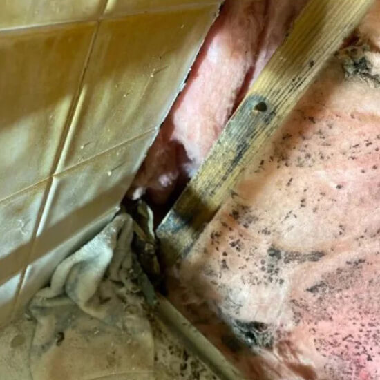 Mold Remediation in Columbus, OH